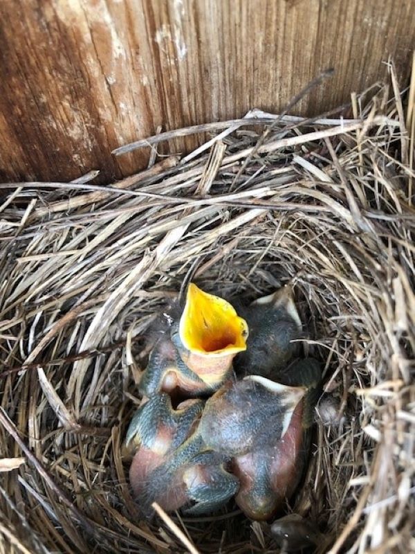 Baby bird in a nest